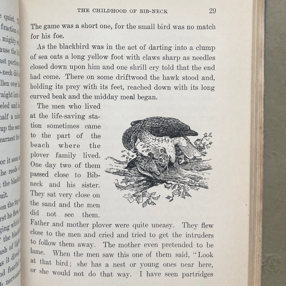 1929 Stories of Bird Life Pearson Animals Audubon Preservation Birds Birdwatcher - Picture 8 of 16